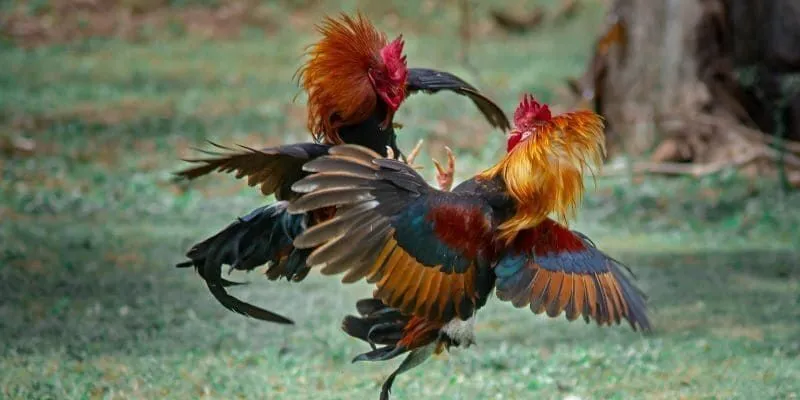 Học hỏi kinh nghiệm chơi đá gà Sin88